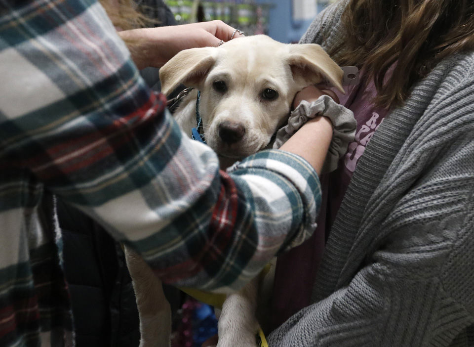 20181205_dr_rescuepaws0008.jpg