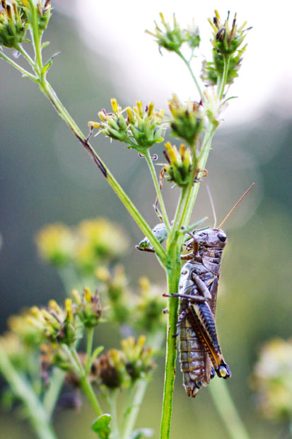 she-blinded-me-with-science-why-are-there-so-many-grasshoppers-this