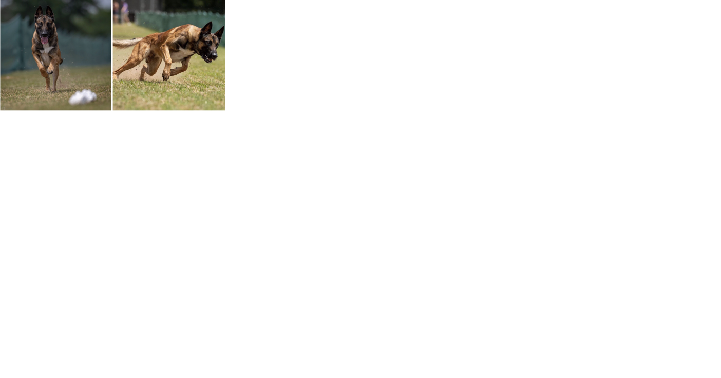 Dog of all trades: UGA student's service dog ranks as one of the fastest in the nation - Vimarsana News