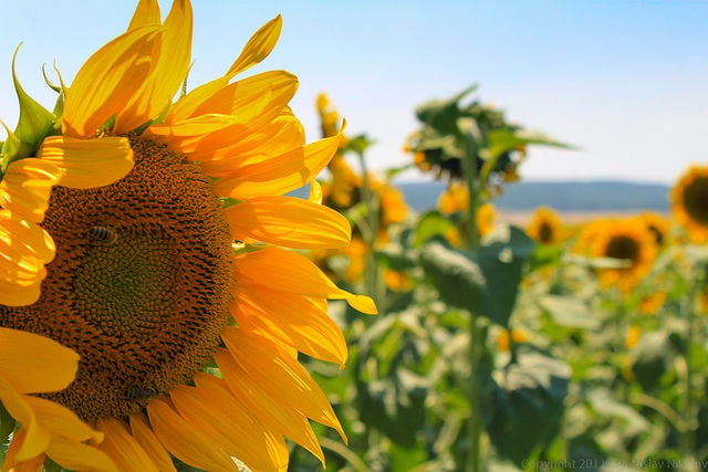 UGA Researchers Publish Sunflower Genome Research In 'Nature' | UGAnews ...