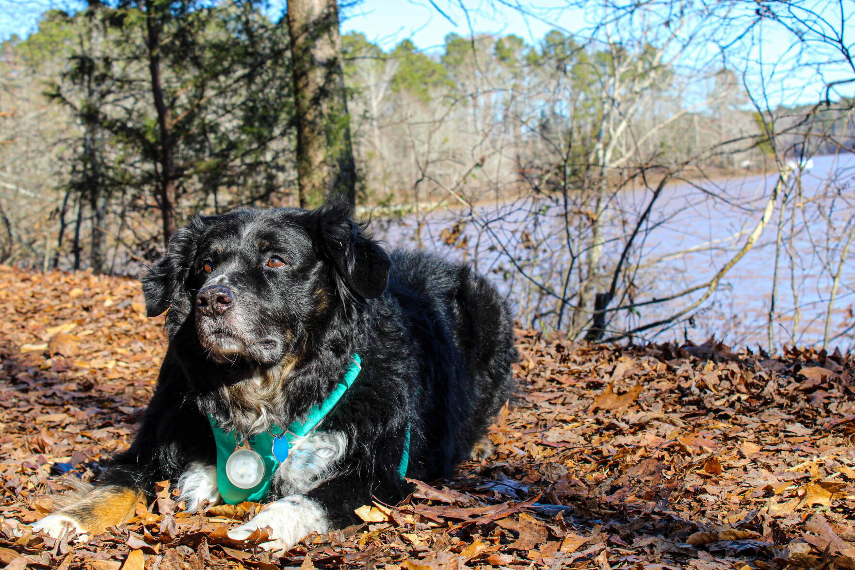 Sandy creek hot sale dog sanctuary