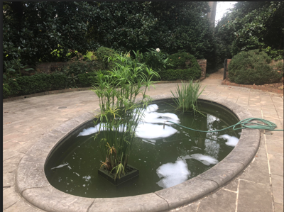 Dozens Of Fish Killed After Pond At Founders Memorial Garden
