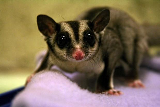 Residing Sugar Gliders At Margo Sweet But Draw No Profit Variety Redandblack Com