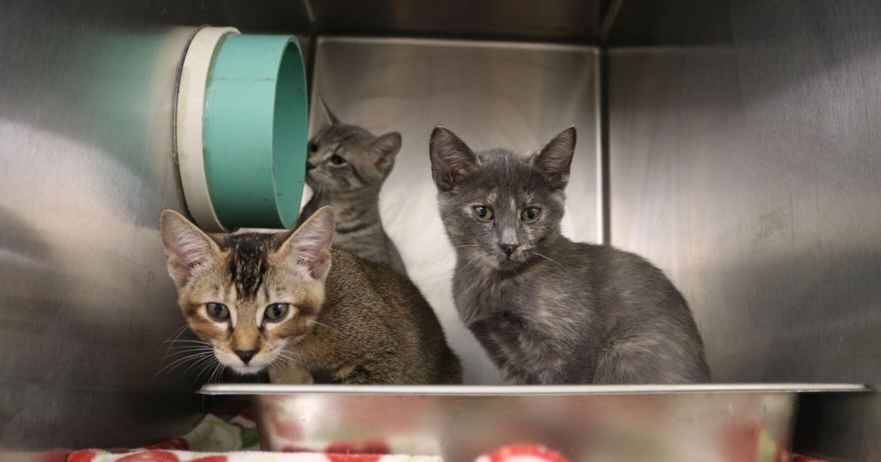 ACC Animal Shelter seeks fosters for Fourth of July weekend - Vimarsana News