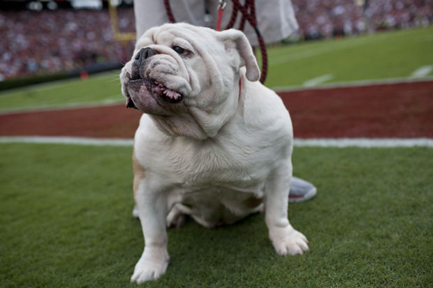 Photo gallery: Georgia vs. South Carolina Football | Rbtv | redandblack.com