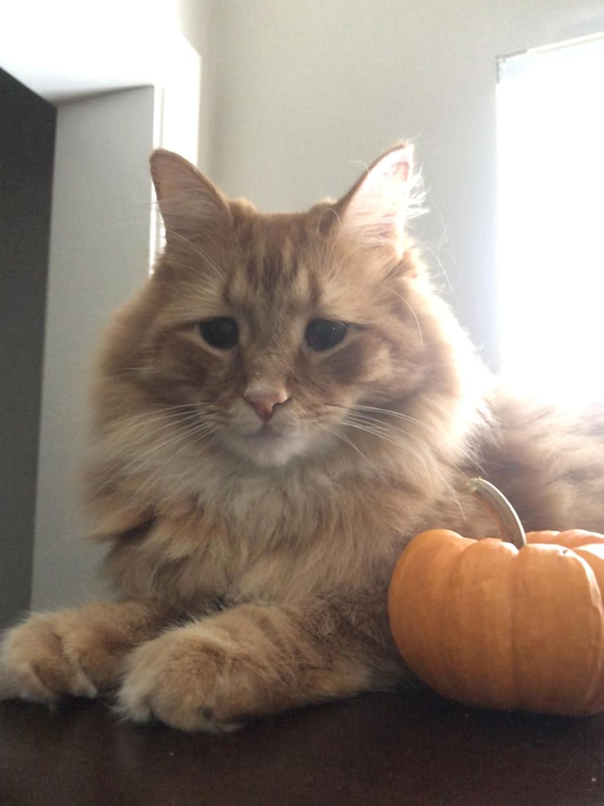 From The Staff Celebrating National Cat Day With The Cats Of The