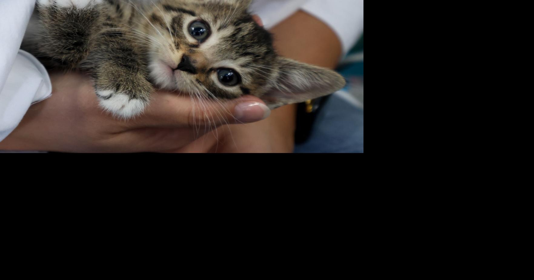 Athens Area Humane Society celebrates 10th annual Kitten Shower