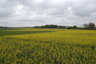 Iron Horse Farm Stimulates Agricultural Research At Uga Campus News Redandblack Com