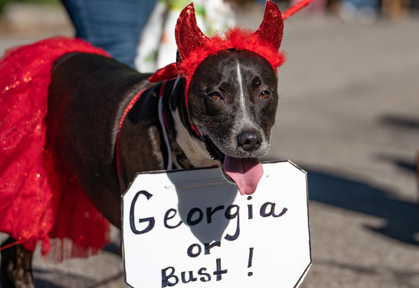 The Boo-le-Bark on the Boulevard Dog Costume Parade