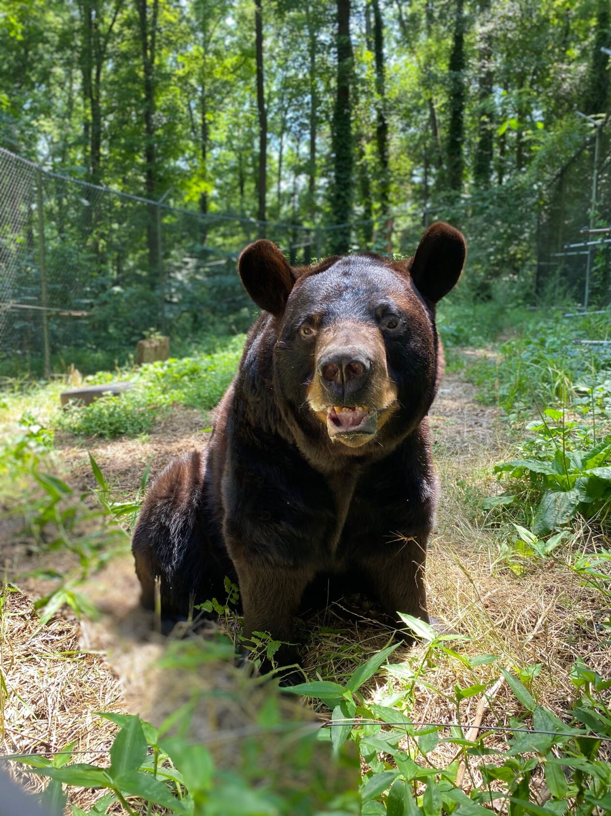 Meet the bears of Bear Hollow Zoo Kids