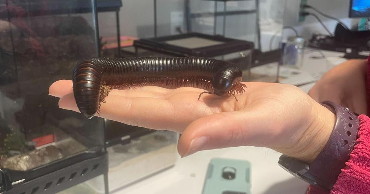 UGA entomology department to open live insect zoo | Campus News ...