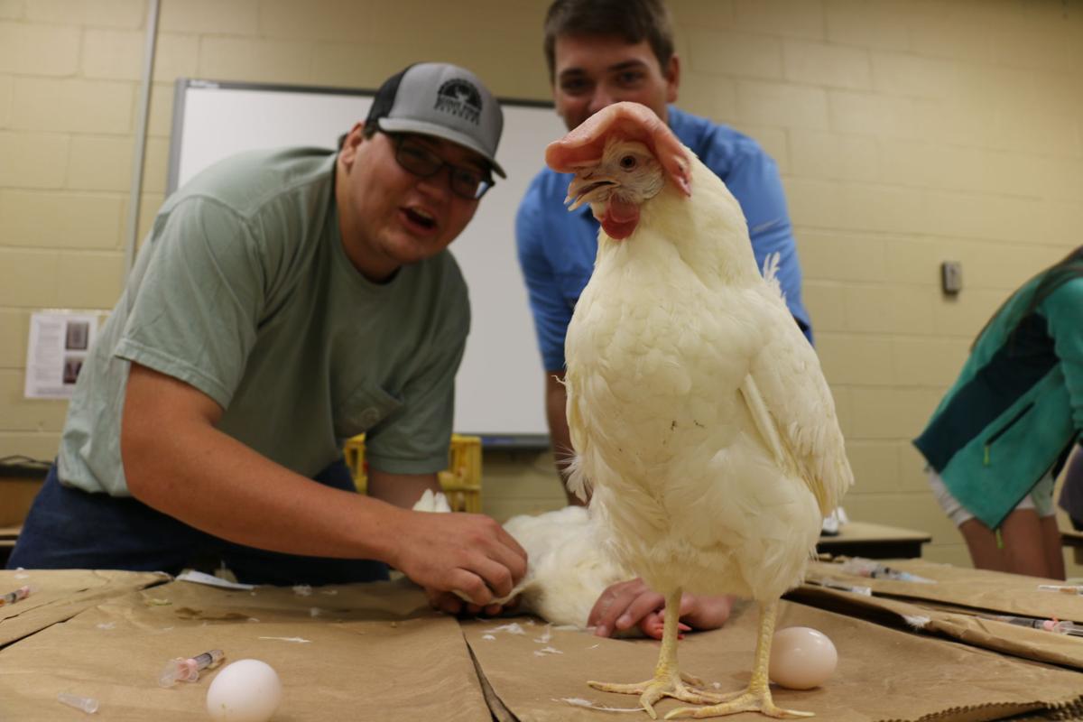 UGA poultry science students have 'over 100 percent employment' rate