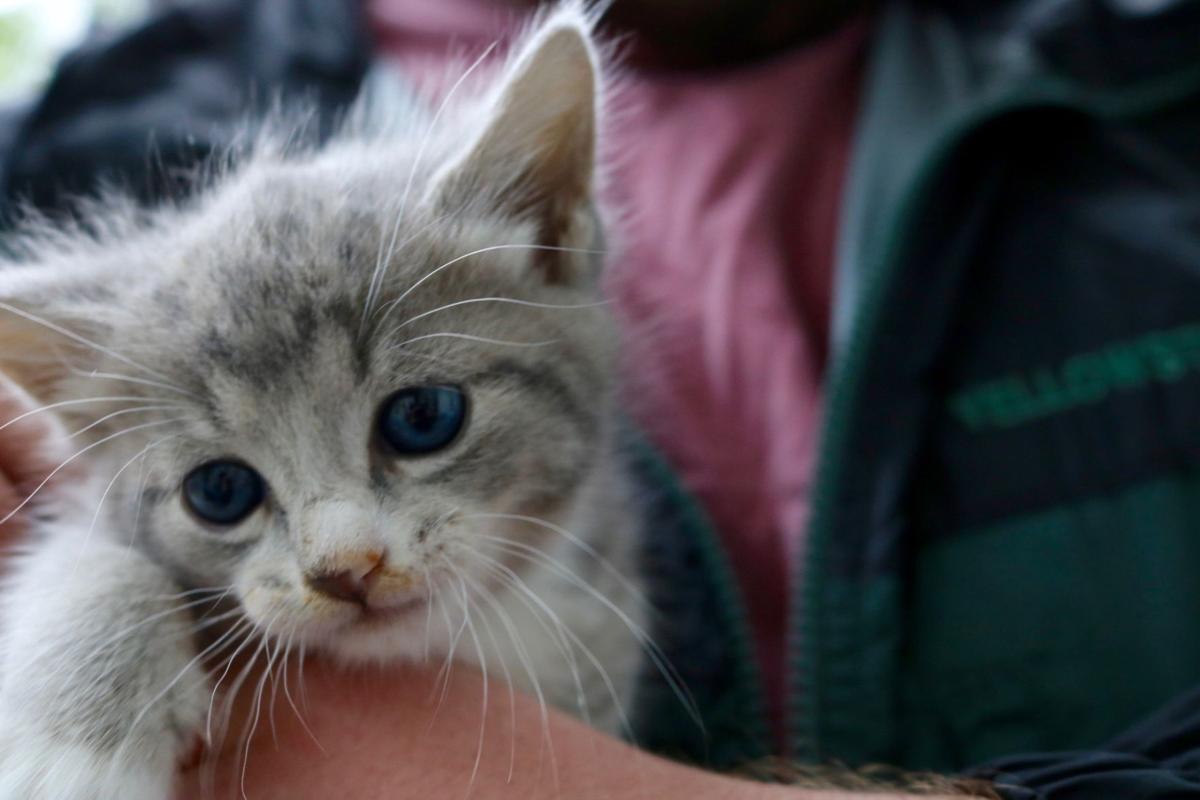 Kitten Shower provided brunch, mimosas and adoptable kittens Need we