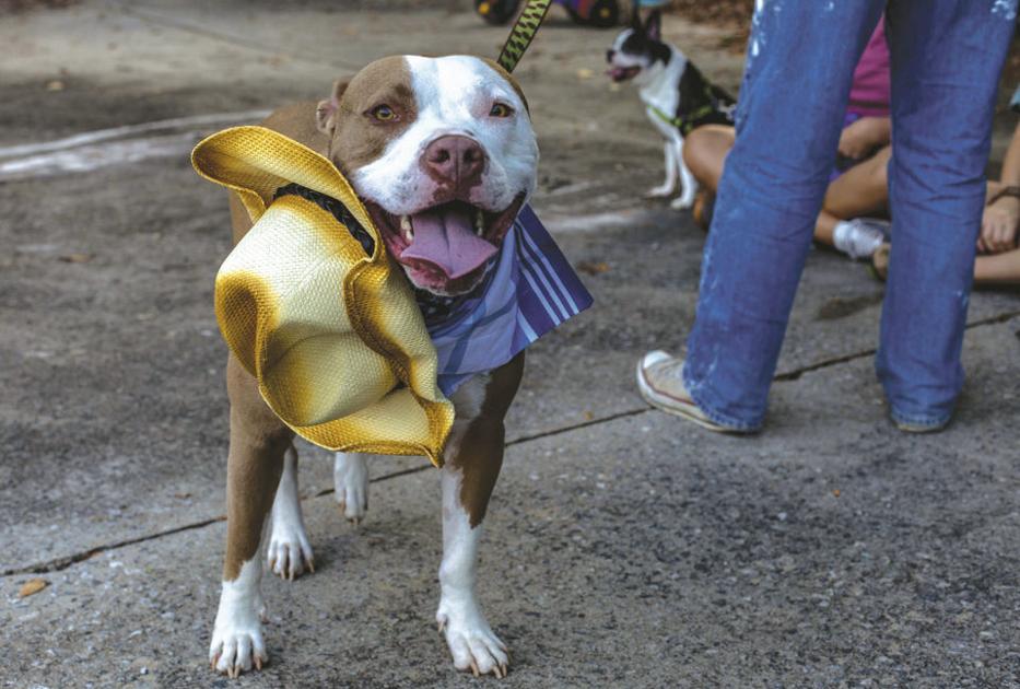 Recent Athens Pitbull Shooting Opens Dialogue Regarding Symbol