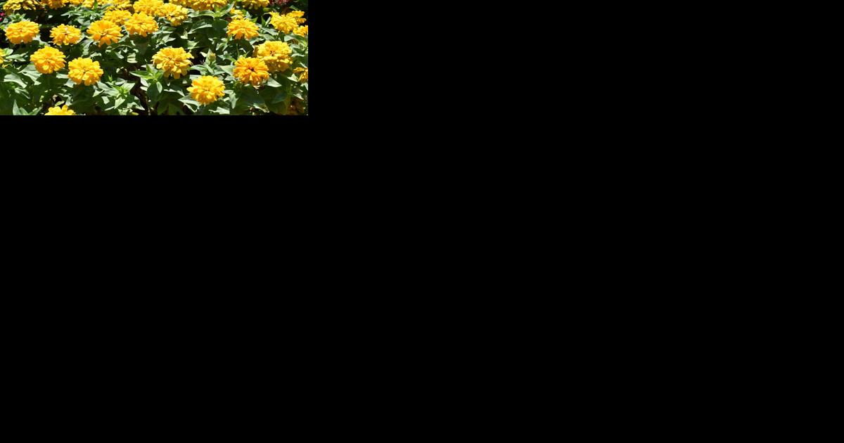 UGA Trial Gardens' Classic City Award-winning plants | Arts & Culture - Vimarsana News