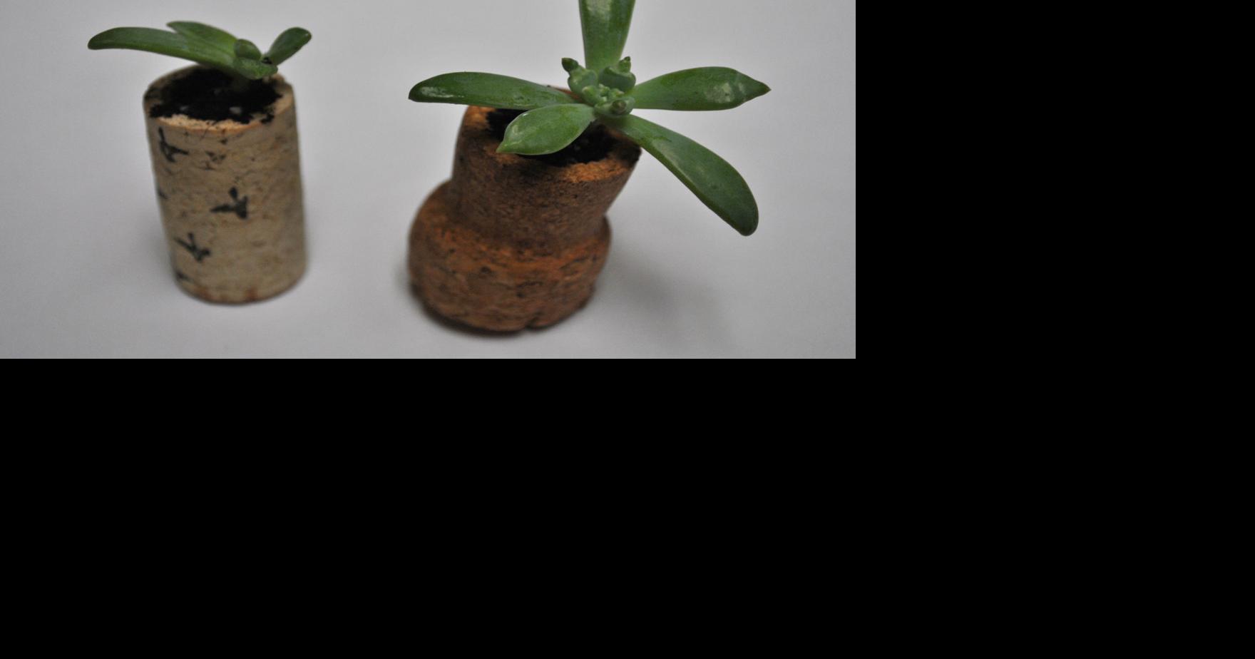 Wine Cork Plants Ampersand