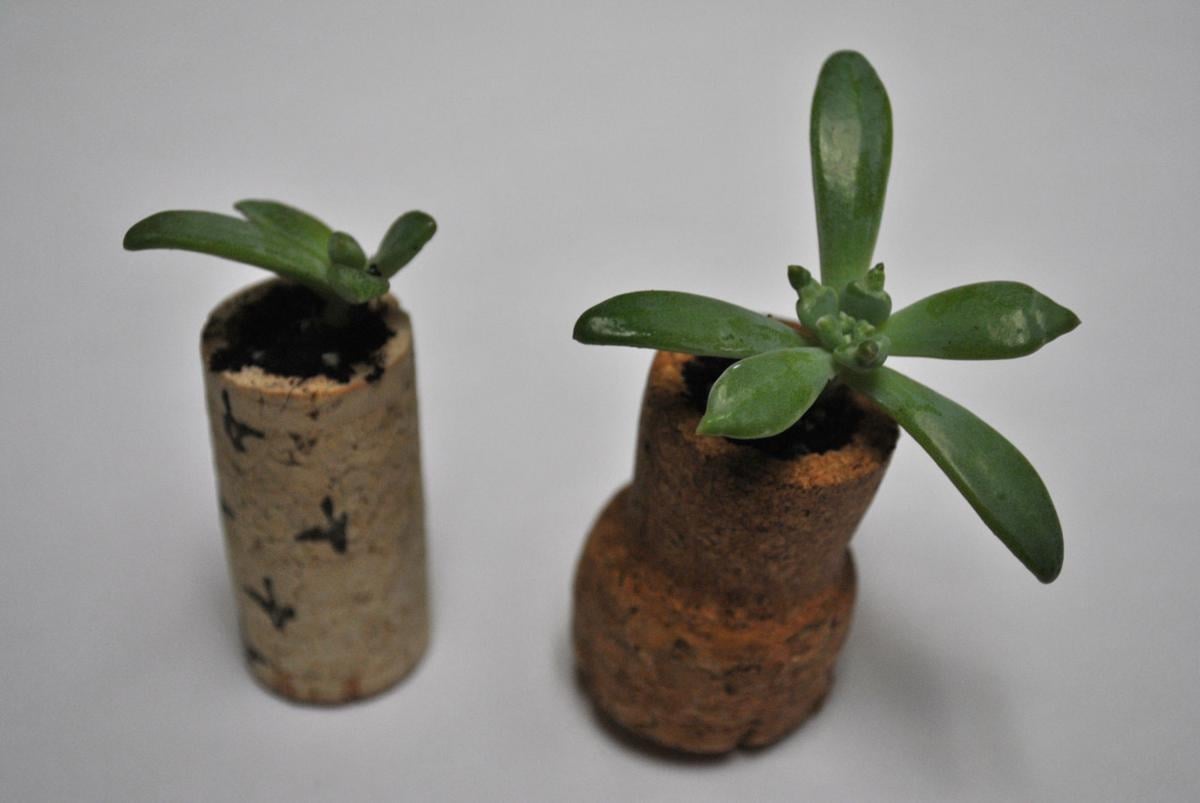 Wine Cork Plants Ampersand
