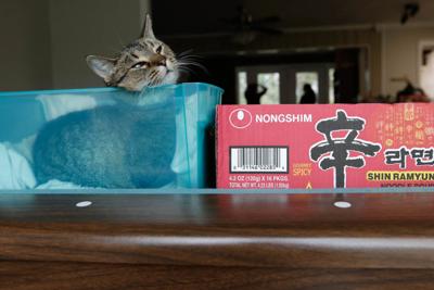 The Pets That Make Athens Houses Into Homes Magazine Redandblack Com