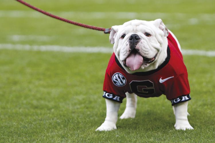 Ten Reasons The Georgia Bulldogs Need To Bring Back The Blackout, News,  Scores, Highlights, Stats, and Rumors