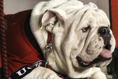 Ranking college football's 28 live dog mascots 