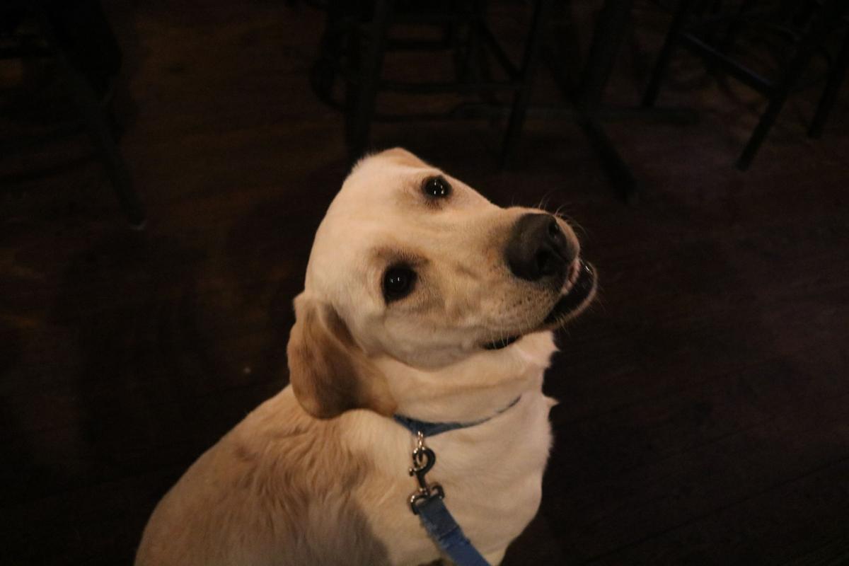 190214_md_mags_puppy_love_0026.jpg