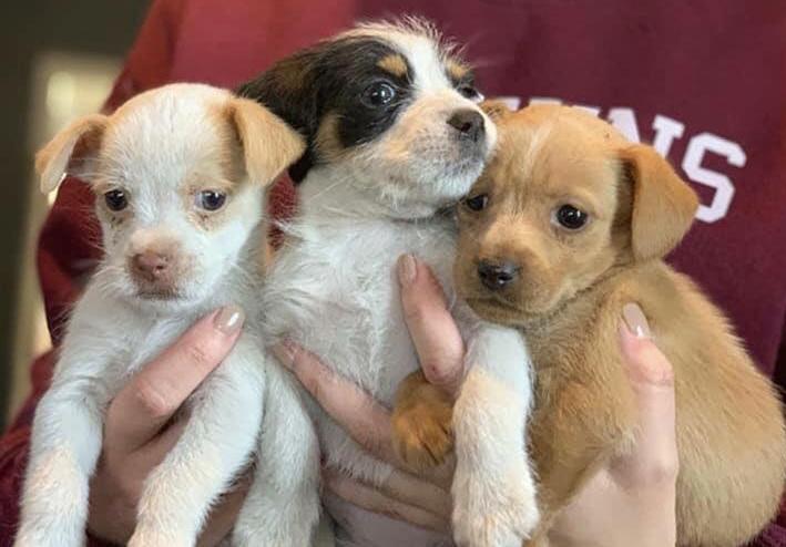 How You Can Spread Puppy Love This Valentine S Day Season Culture Redandblack Com