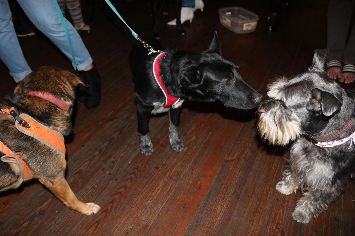190214_md_mags_puppy_love_0028.jpg
