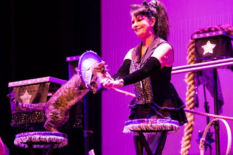 PHOTOS The Amazing AcroCats at Morton Theatre Multimedia