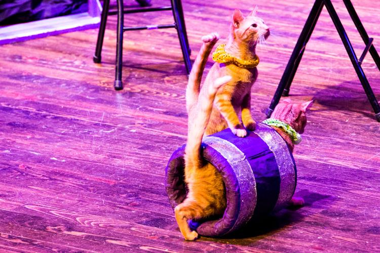 PHOTOS The Amazing AcroCats at Morton Theatre Multimedia