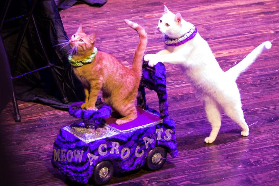 The Amazing Acro Cats Rock Athens Cat Band Performs At Morton