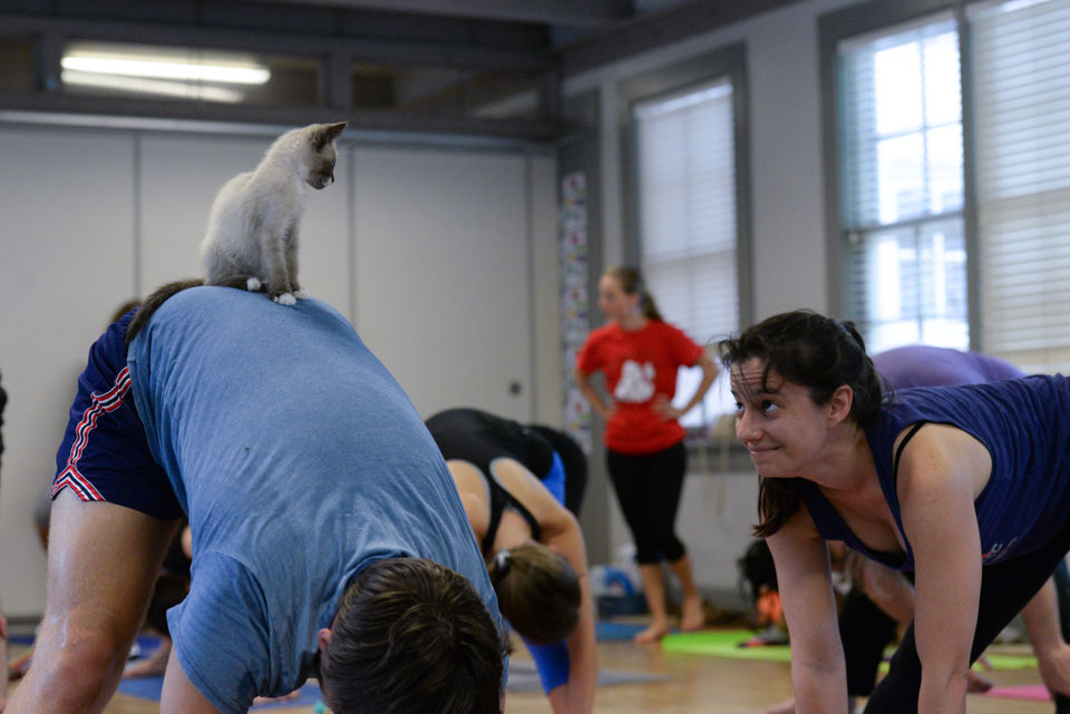 190604_jca_kittyyoga_23.jpg