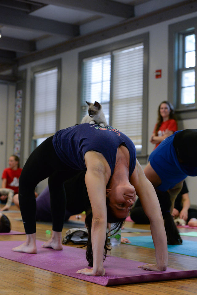 190604_jca_kittyyoga_28.jpg