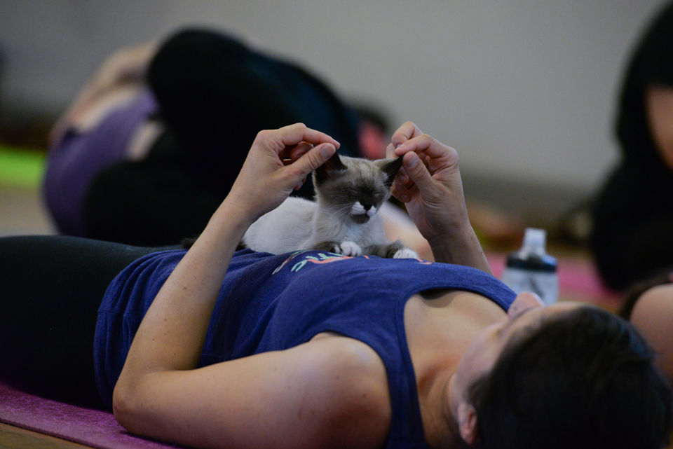 190604_jca_kittyyoga_30.jpg