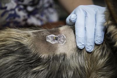 Uga S Veterinary Hospital Offers Take Home Glucose Monitors For