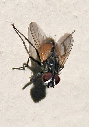 She Blinded Me With Science: How Does A Fly Land On The Ceiling 