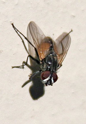 She Blinded Me with Science: How does a fly land on the ceiling? - The ...