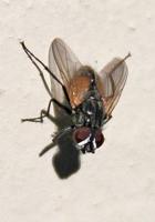 She Blinded Me with Science: How does a fly land on the ceiling?