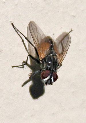 She Blinded Me With Science How Does A Fly Land On The Ceiling
