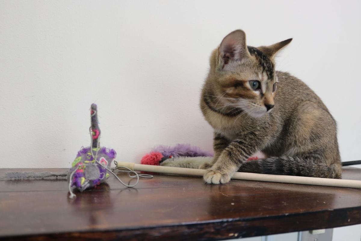 Athens animal shelters see an increase in animal intakes | Arts