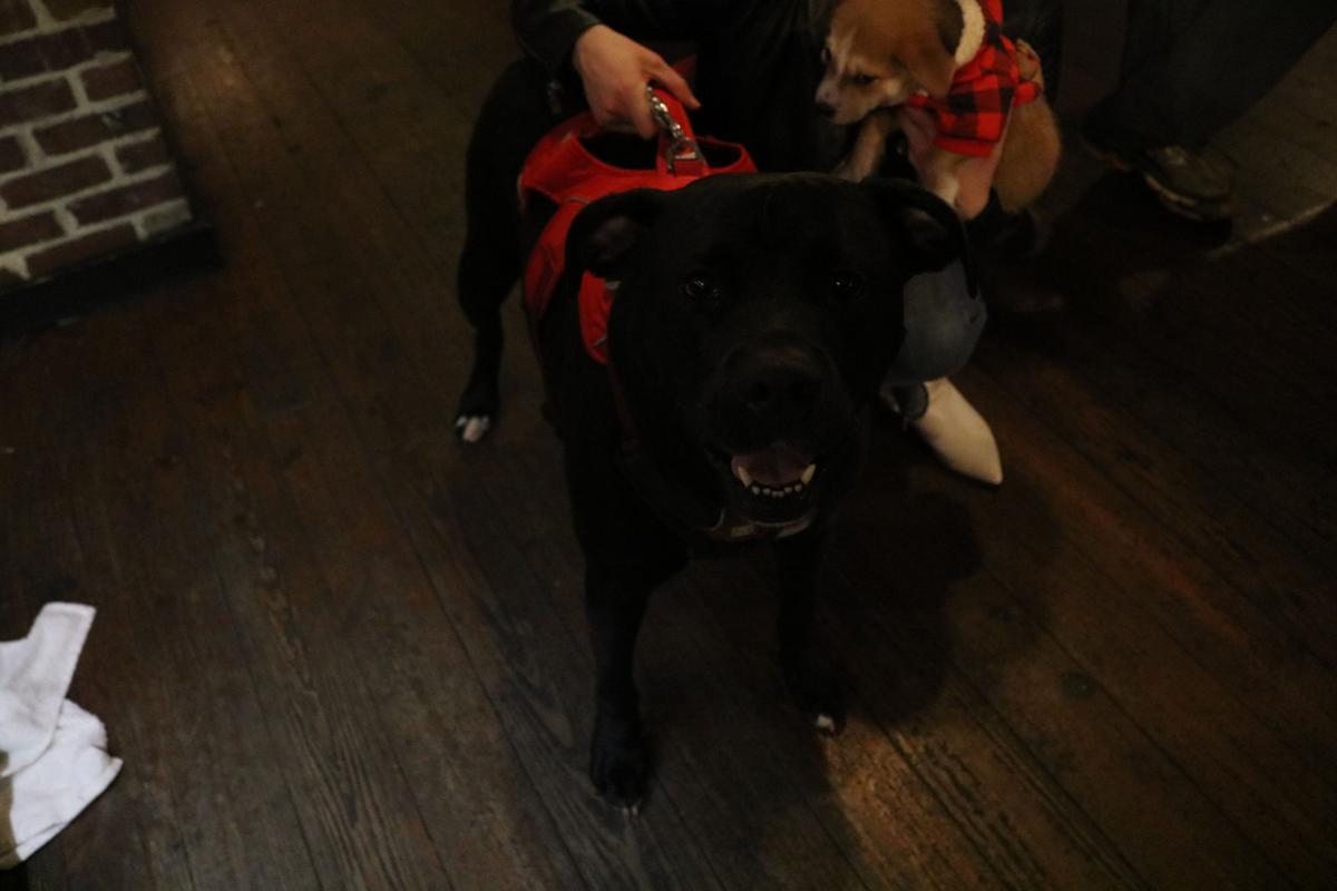 190214_md_mags_puppy_love_0040.jpg