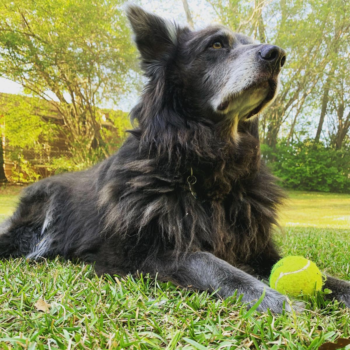 Reader Pet Photo Contest Contests Redandblack Com