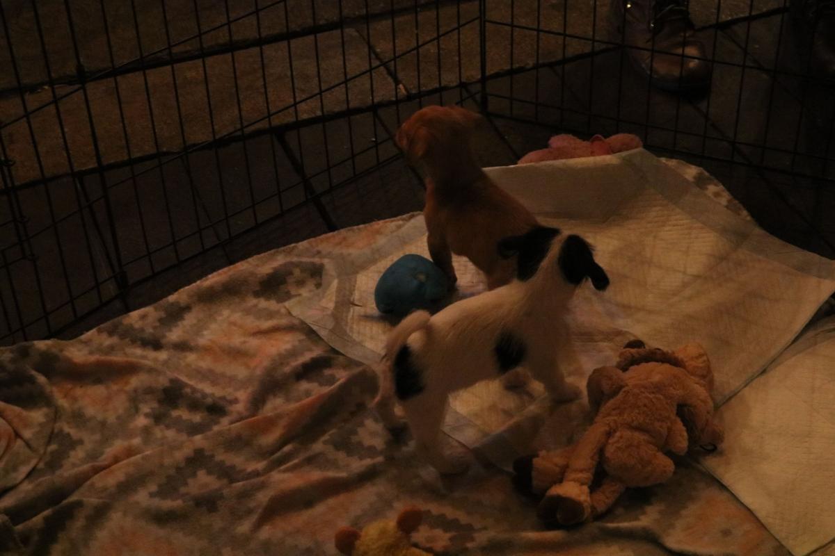 190214_md_mags_puppy_love_0046.jpg