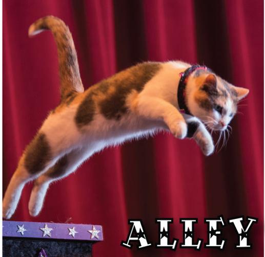 Meet the cats Profiles and fun facts of the performing kitties of the