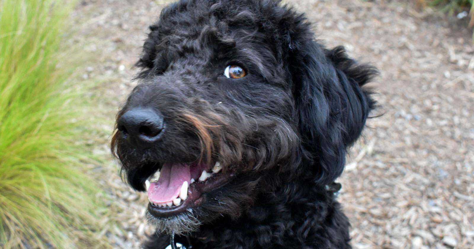 STUDENT VOICES: Meet the canines of the Classic City - Vimarsana News