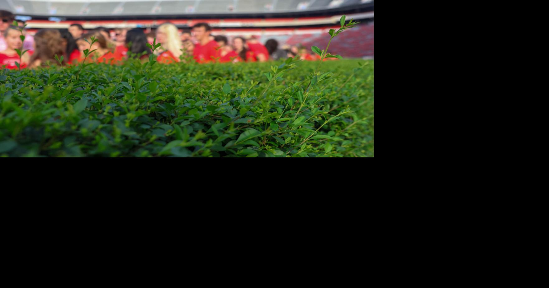 Behind the hedges: A history of Sanford Stadium’s greenery