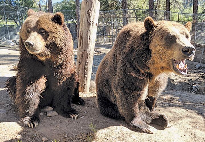 The dream of a Big Bear Alpine Zoo has come true News