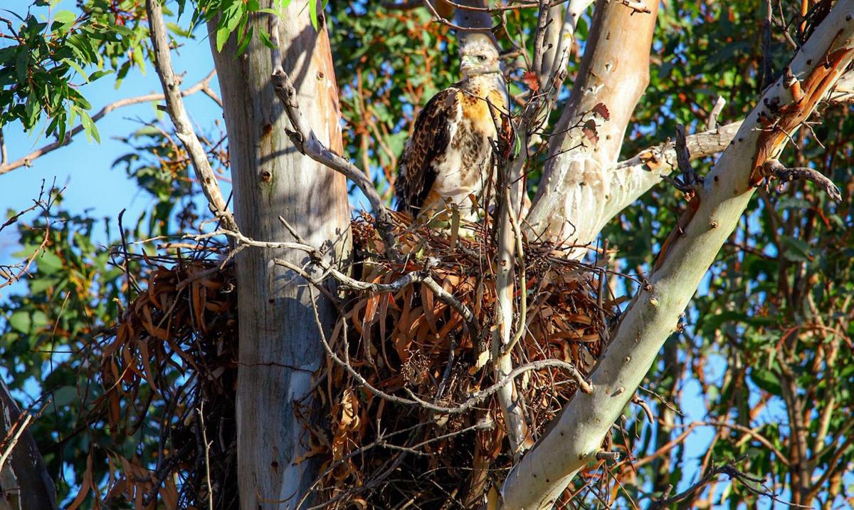 Frequently asked questions about birds' nests - Cottage Life
