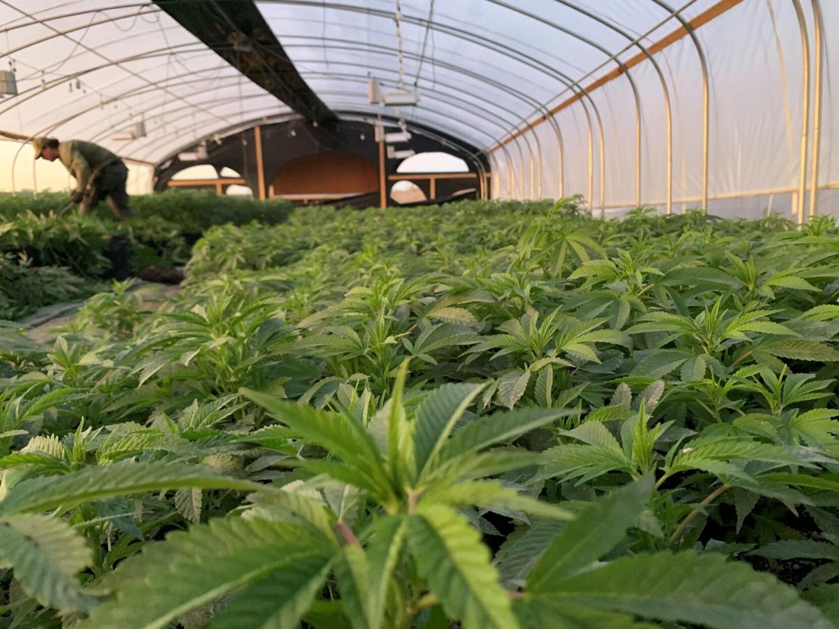 Marijuana Enforcement Team Seizes Another Huge Illegal Pot Farm In The Desert Public Safety Redlandscommunitynews Com