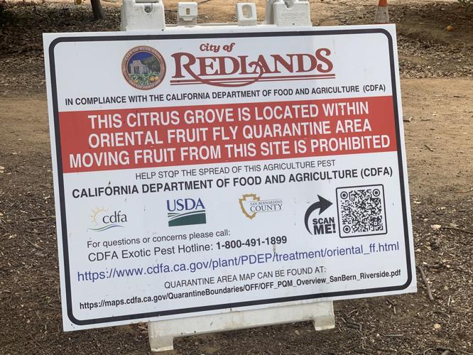 Fruits of labor adds up in Redlands, thanks to fruit fly quarantine Community