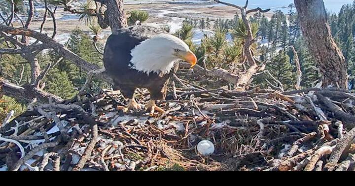 The First Egg of 2023 Arrives for Big Bear's Beloved Bald Eagles